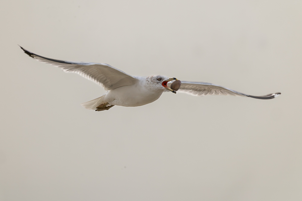 California Gull;Flying Bird;Larus californicus;Photography;Prey;action;active;aloft;beak;behavior;birds;clam;color image;flight;fly;flying;in flight;motion;movement;one animal;soar;soaring;wing;winged;wings